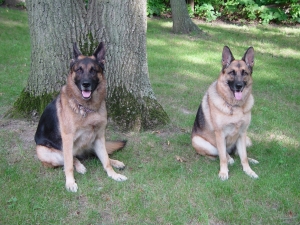 K-9